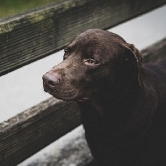 Profile photo of Reynato