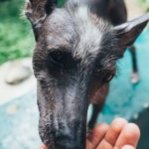 Profile photo of Darwin