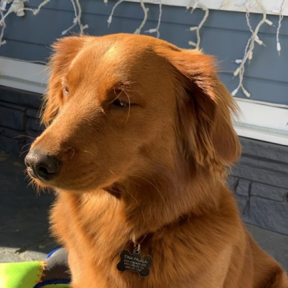 Profile photo of Dillon Palala