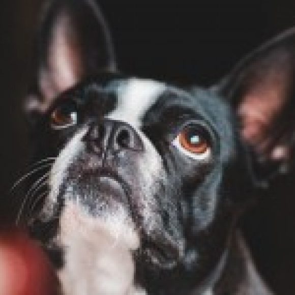 Profile photo of lincoln