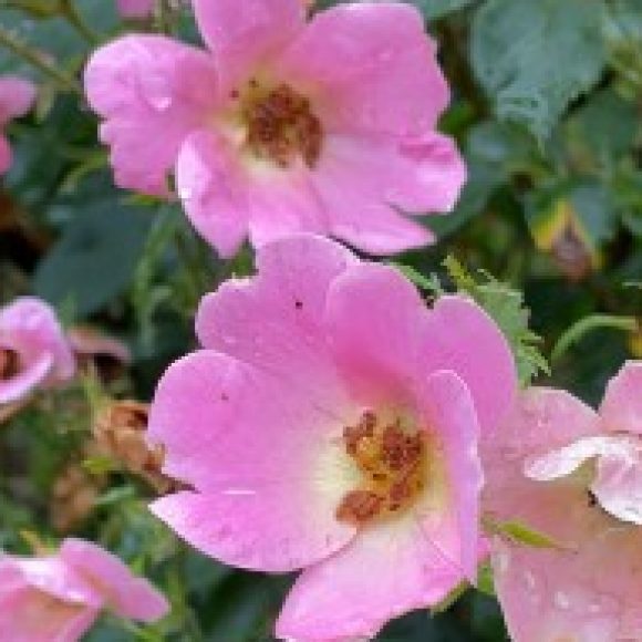 Profile photo of Kat