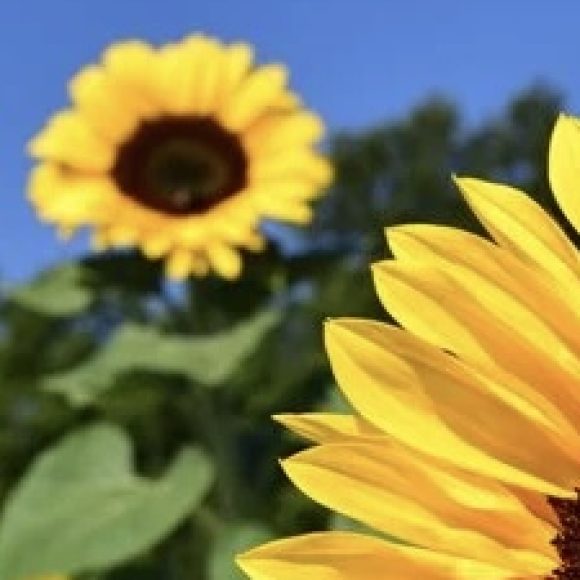 Profile photo of Shona