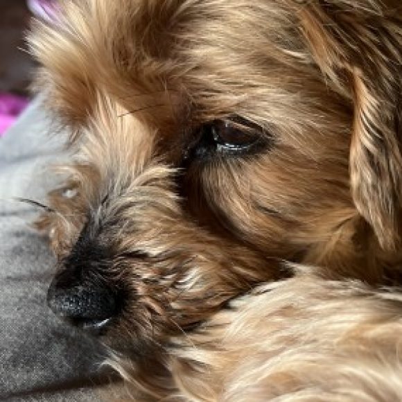 Profile photo of Vi
