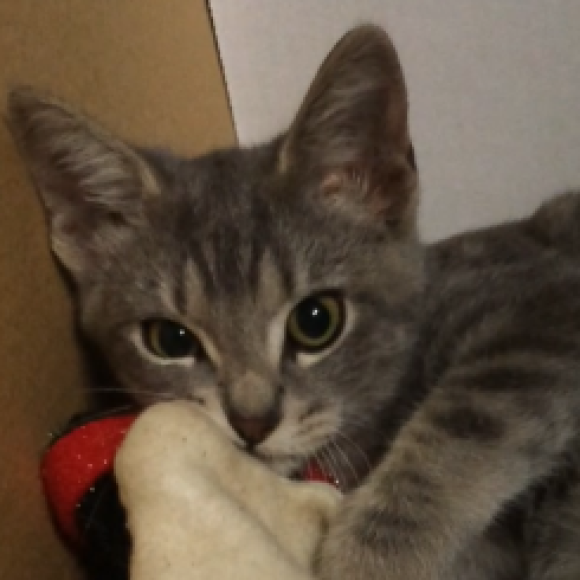 Profile photo of Trina Hall