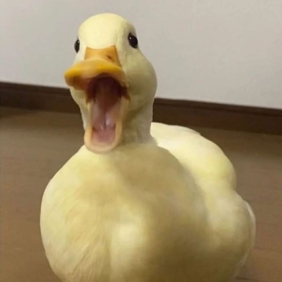 Profile photo of Duck