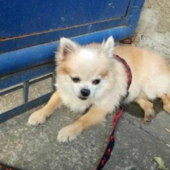 Profile photo of Yvo
