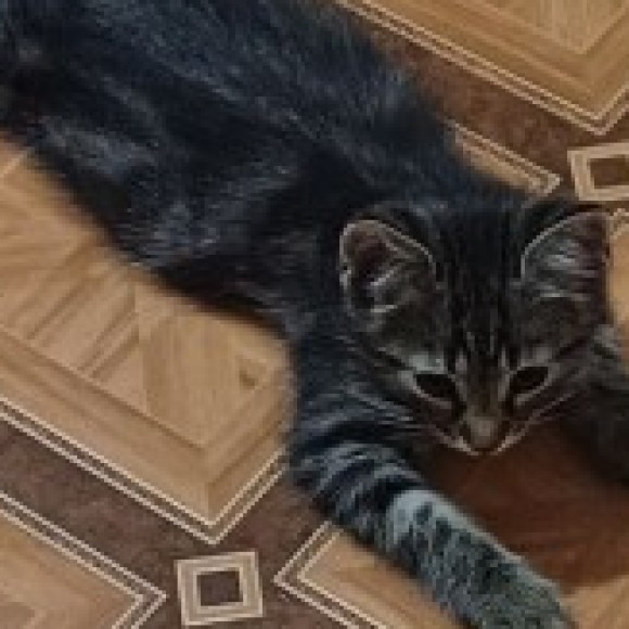 Profile photo of Juli