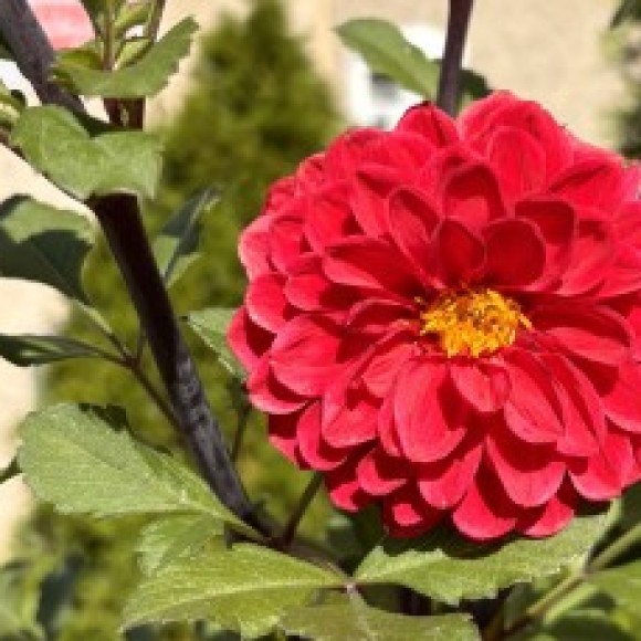 Profile photo of Jessica Savelli