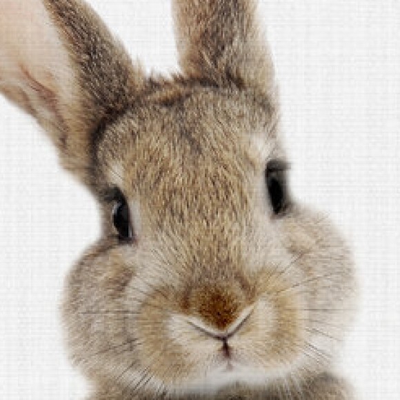 Profile photo of bunny