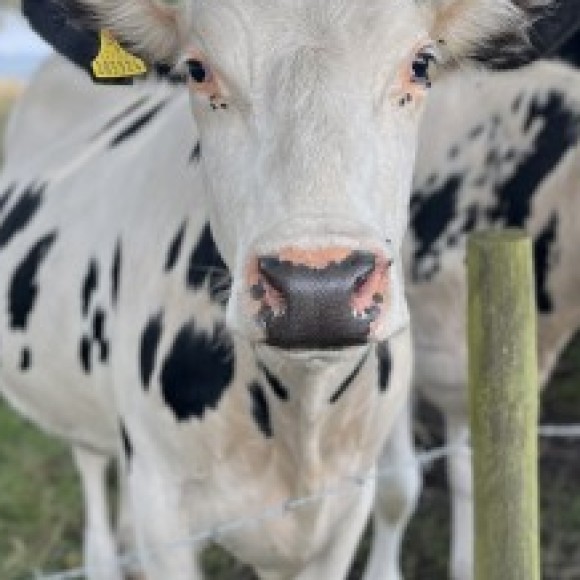 Profile photo of Xox