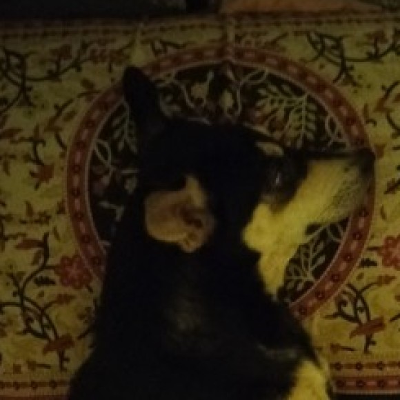 Profile photo of Booshan