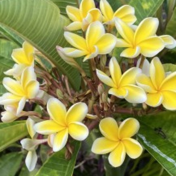 Profile photo of Kaihi