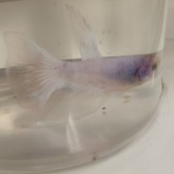 Profile photo of Estrella
