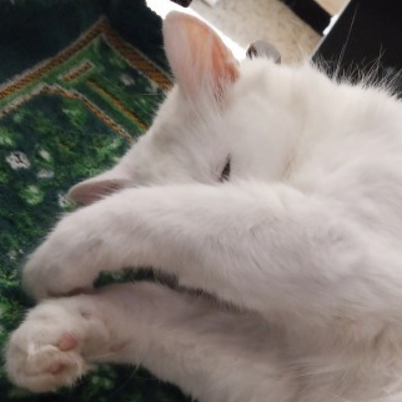 Profile photo of lili