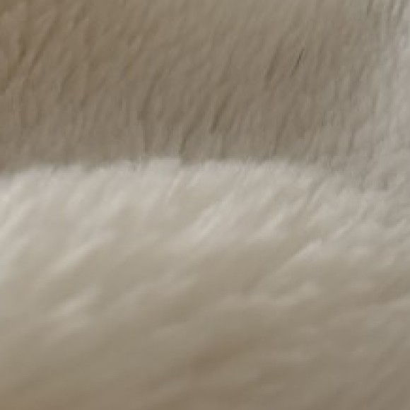 Profile photo of Shelby