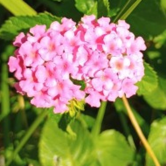 Profile photo of Ash