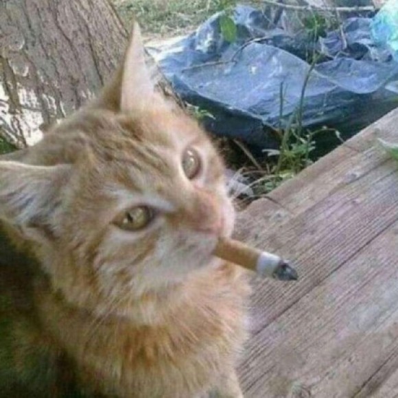 Profile photo of Milania