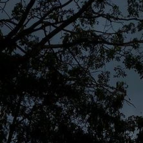 Profile photo of Velvet