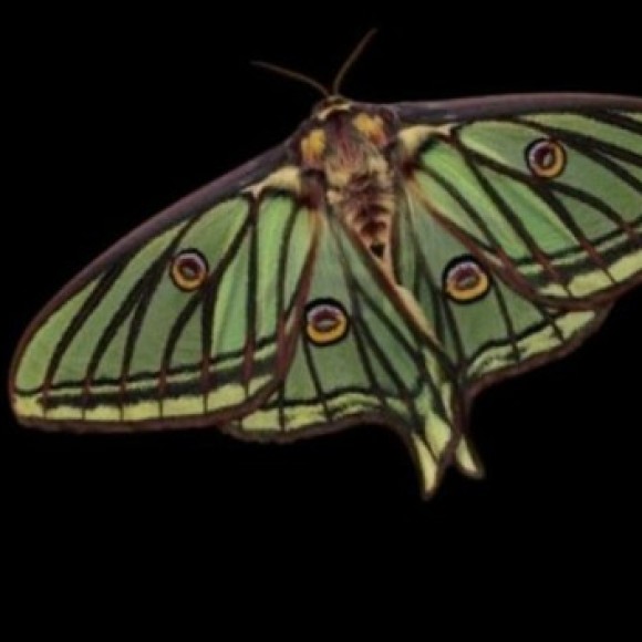 Profile photo of Shroom