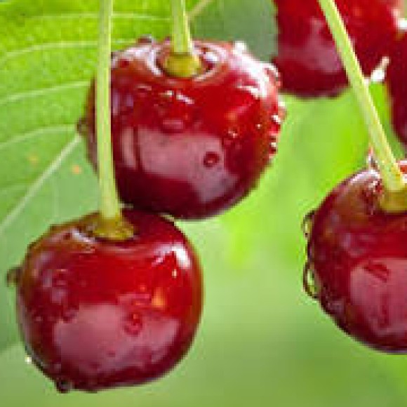 Profile photo of CherryB.