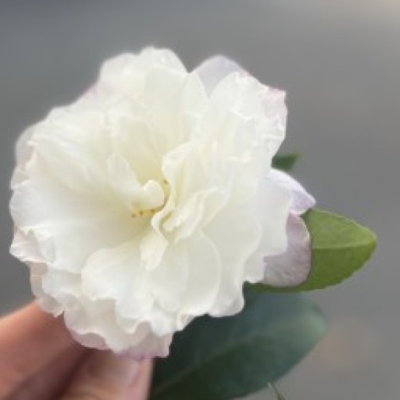 Profile photo of Kayla hubbard