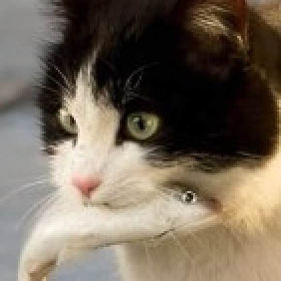 Profile photo of Ezlynn Lightwood