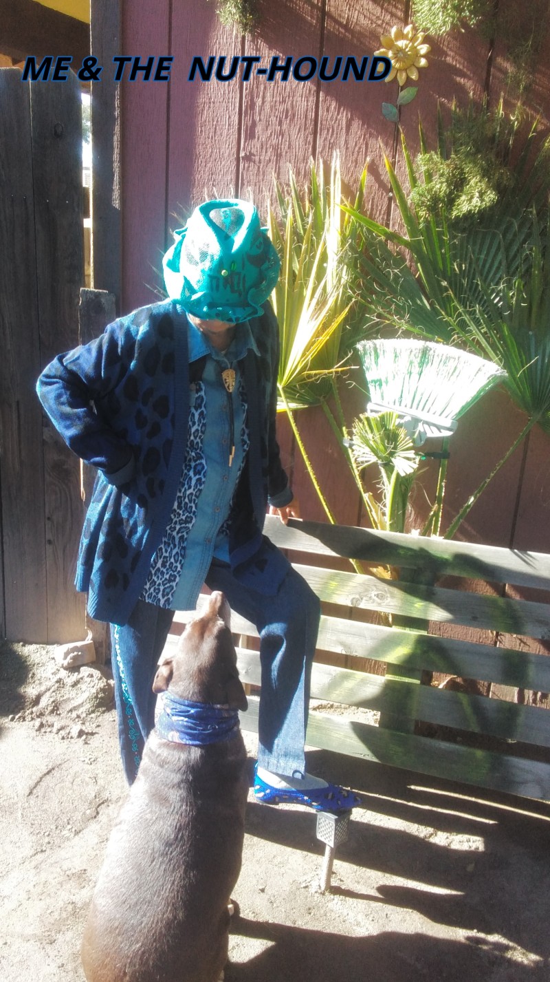 peecee-nut-hound-blue-leopard-2024